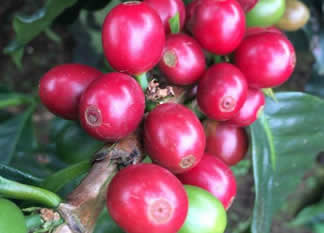 コーヒー豆は農作物